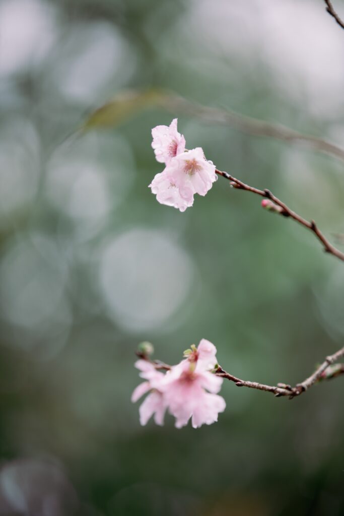 雨が滴る季節外れの桜